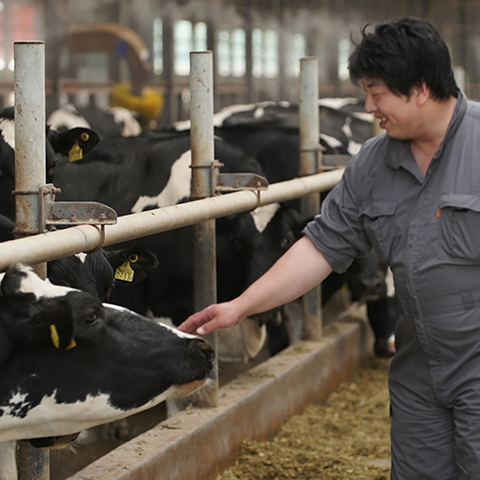 đơn hàng visa đặc định chăn nuôi bò sữa