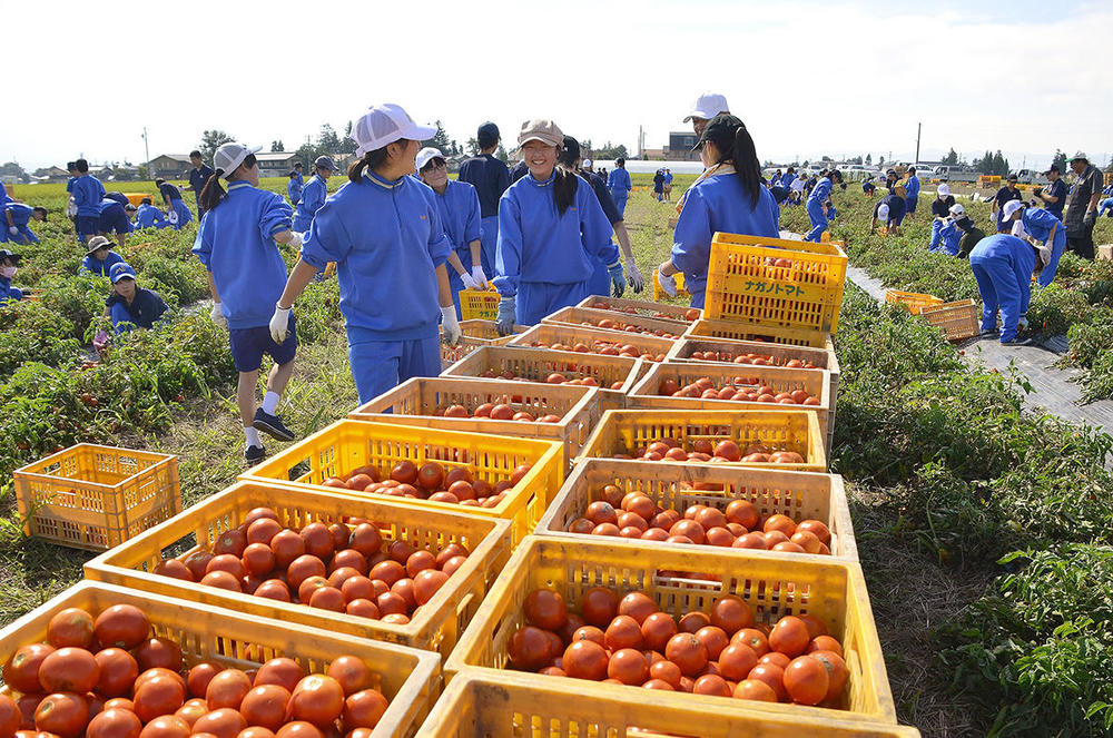 đơn hàng quay lại Nhật lần 2 trồng cà chua tại Chiba 