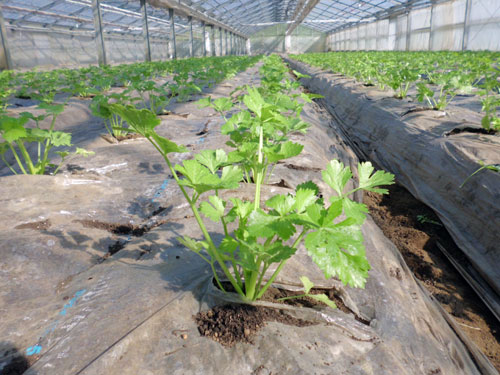 trồng cần tây nhà kính LƯƠNG SIÊU CAO tại Ibaraki
