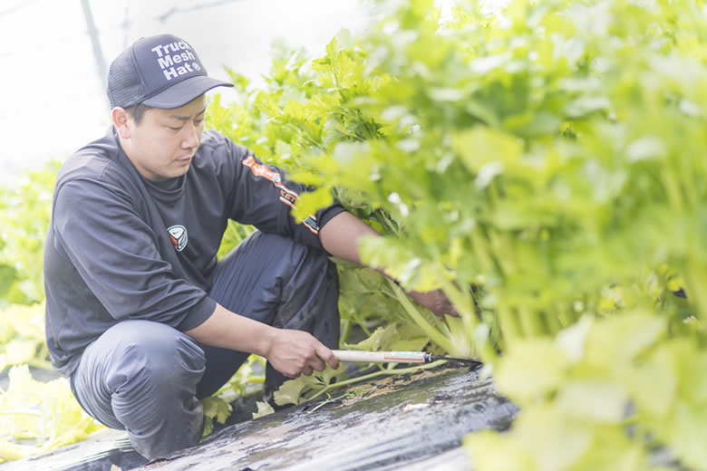 trồng cần tây nhà kính LƯƠNG SIÊU CAO tại Ibaraki