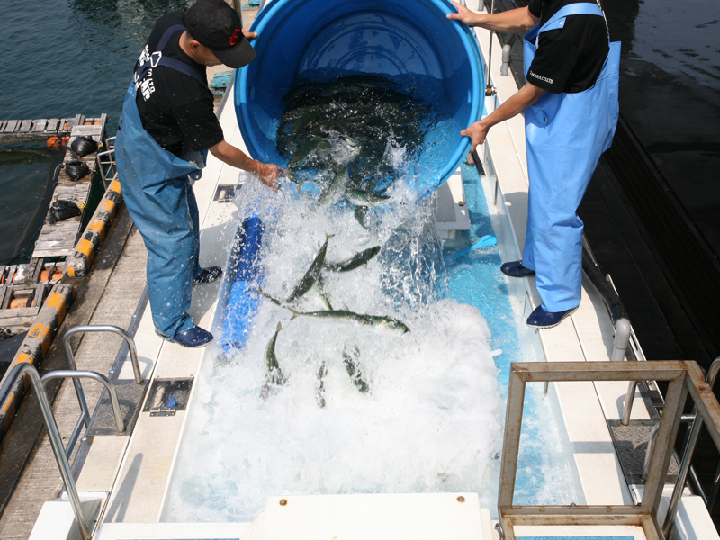 5 điều cần biết về đơn hàng kỹ sư nuôi trồng thủy sản đi Nhật