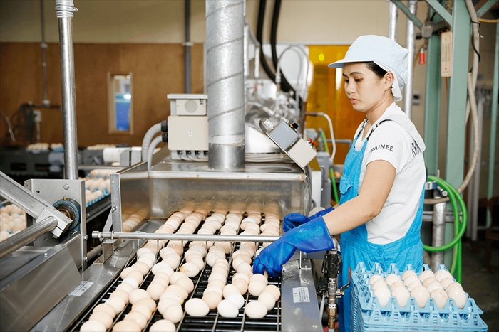 Đơn hàng nhặt trứng gà vào dây chuyền quay lại Nhật lần 2 lương cao 