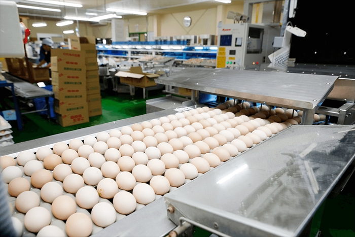 Đơn hàng nhặt trứng gà vào dây chuyền quay lại Nhật lần 2 lương cao 