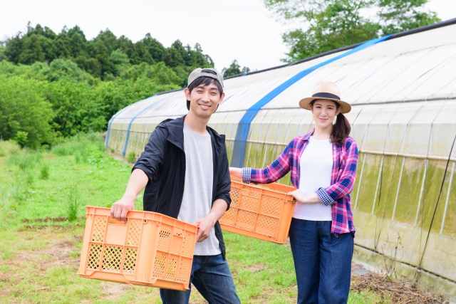 Đơn hàng nông nghiệp Nhật Bản dành cho cặp vợ chồng 