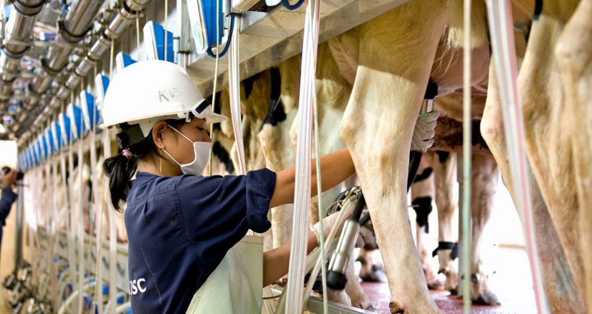 Đơn hàng kỹ sư chăn nuôi thú y đi Nhật tại Hokkaido