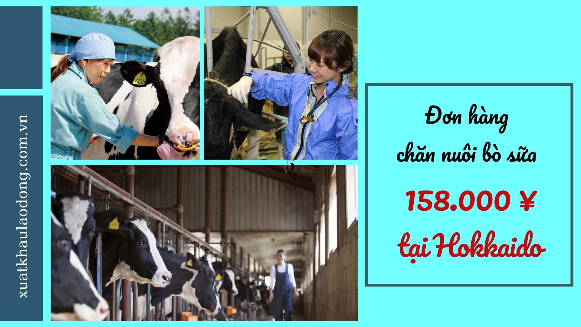 Đơn hàng chăn nuôi bò sữa tại Hokkaido sữa LƯƠNG SIÊU CAO, tuyển gấp 11/2023