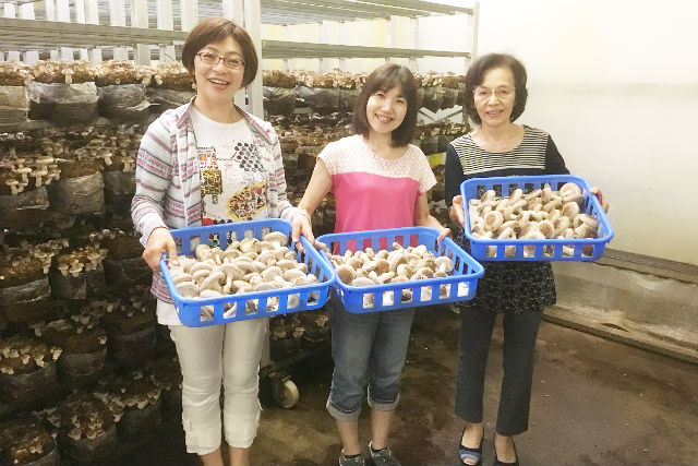Công việc thực tế đơn hàng trồng và thu hoạch nấm tại Nhật 