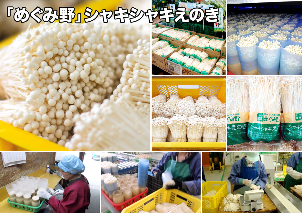 Công việc thực tế đơn hàng trồng và thu hoạch nấm tại Nhật 