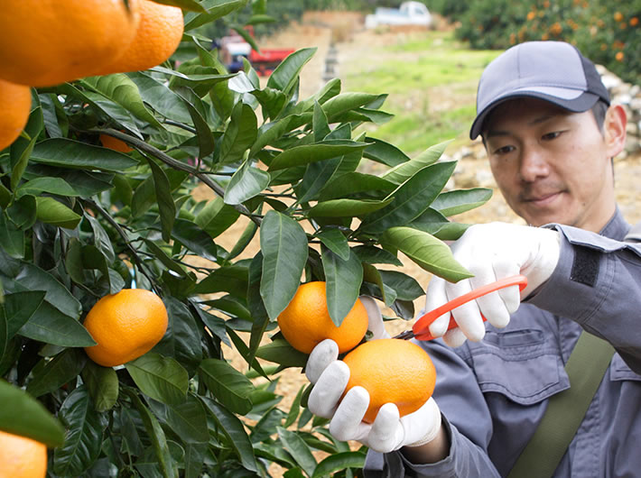 Thông tin đơn hàng trồng và thu hoạch quýt tại Ehime, Nhật Bản 