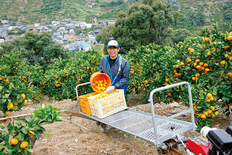 Thông tin đơn hàng trồng và thu hoạch quýt tại Ehime, Nhật Bản 