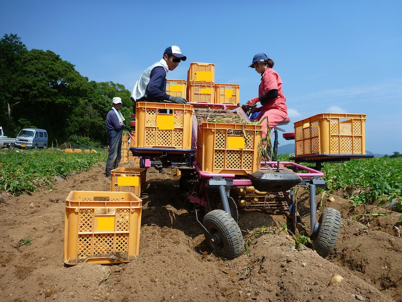 Đơn hàng trồng và thu hoạch khoai tây tại Kumamoto