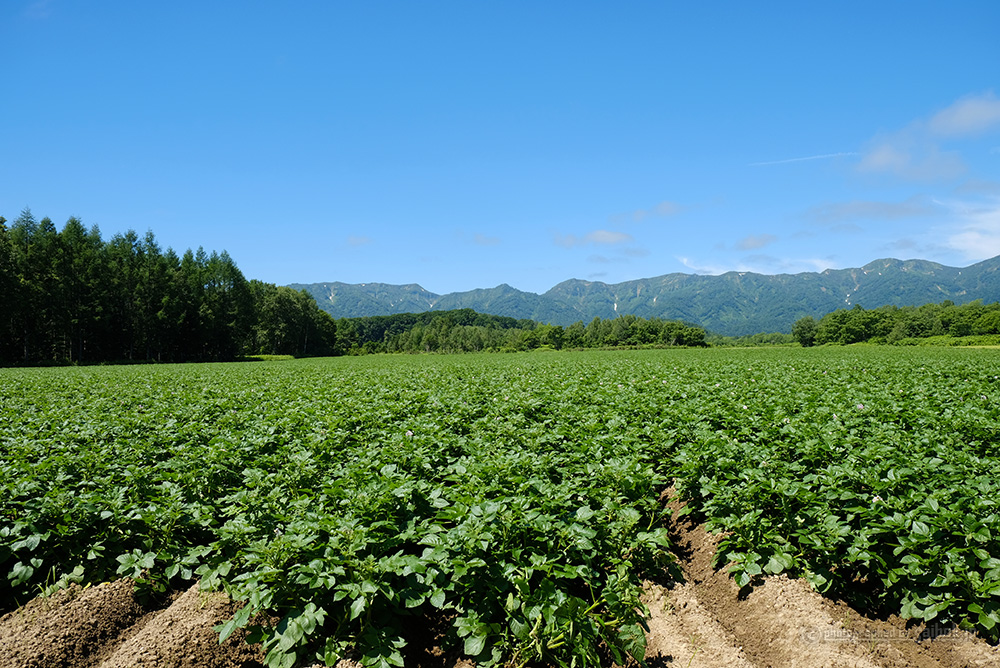 Đơn hàng trồng và thu hoạch khoai tây tại Kumamoto