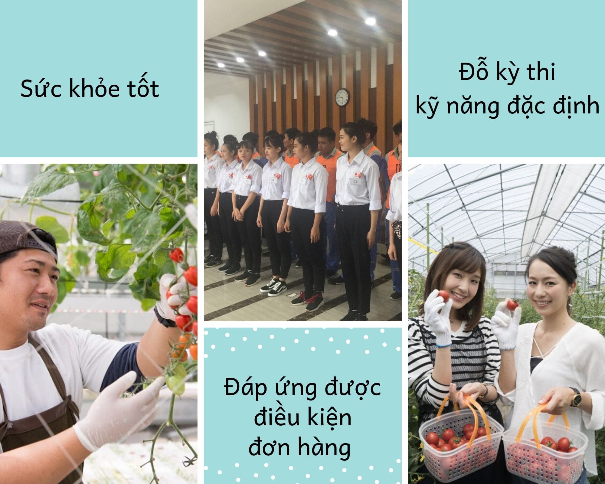  đơn hàng đặc định trồng và thu hoạch cà chua 