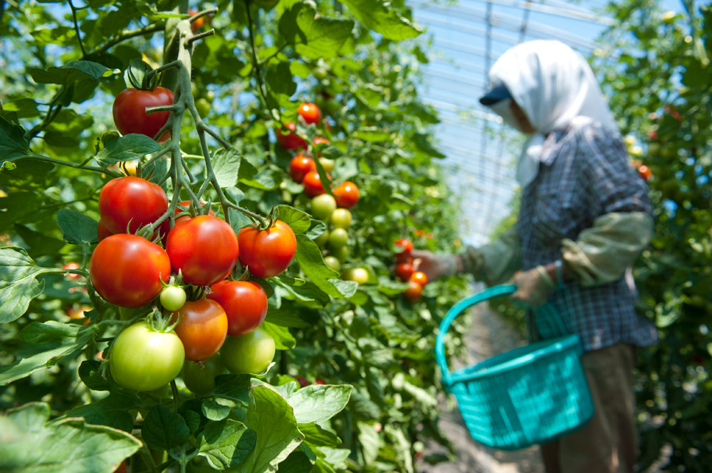  đơn hàng đặc định trồng và thu hoạch cà chua 