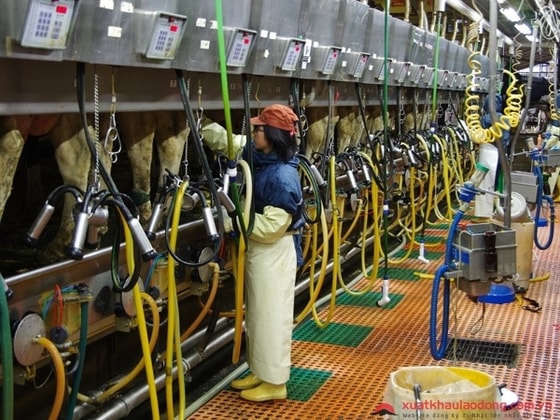 Tuyển gấp 15 nữ chăn nuôi bò sữa tại Aichi, Nhật Bản lương 30 triệu/tháng