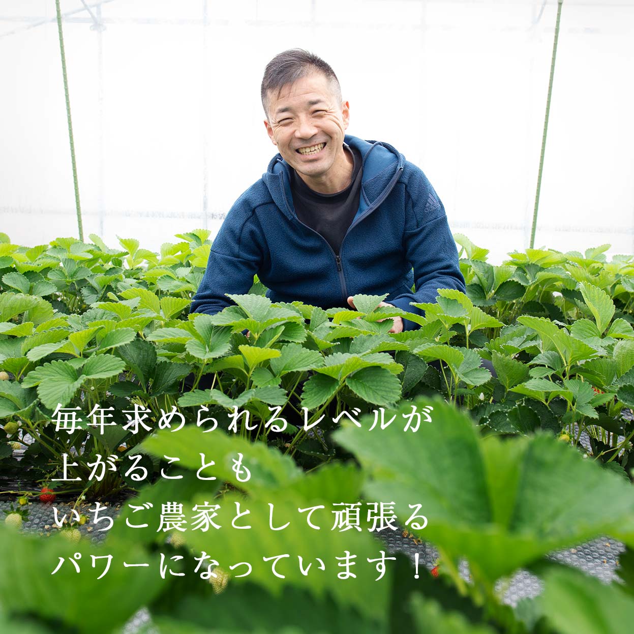 Đơn hàng trồng và thu hoạch đâu tây tại Kumamoto, Nhật Bản 