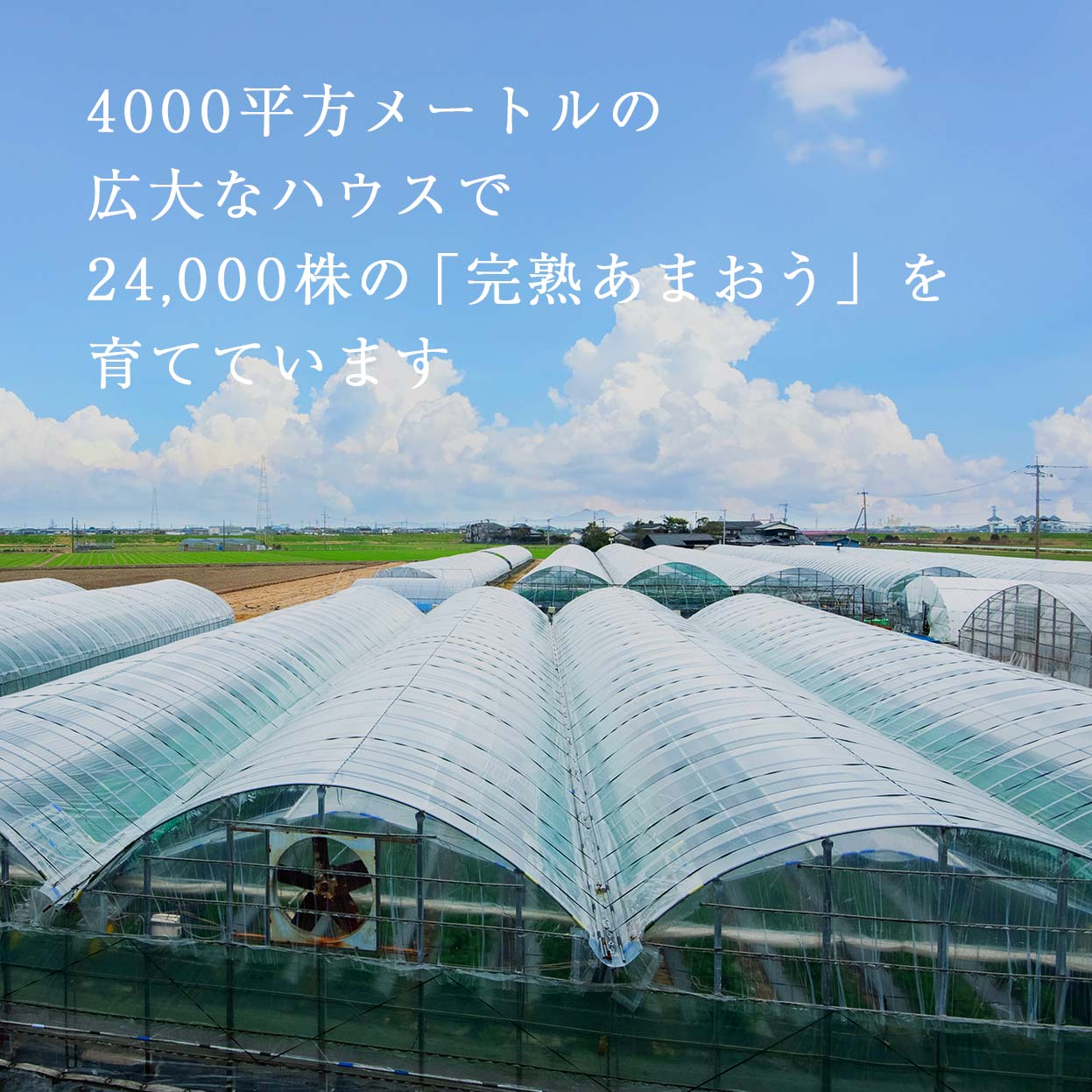 Đơn hàng trồng và thu hoạch đâu tây tại Kumamoto, Nhật Bản 