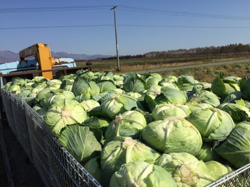 Đơn hàng đặc định thu hoạch và đóng gói bắp cải tại Hokkaido lương 18.7 man