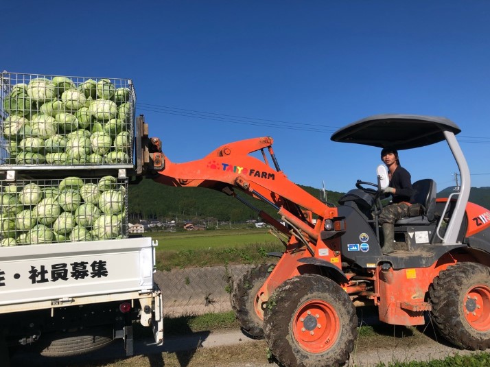 Đơn hàng đặc định thu hoạch và đóng gói bắp cải tại Hokkaido lương 18.7 man