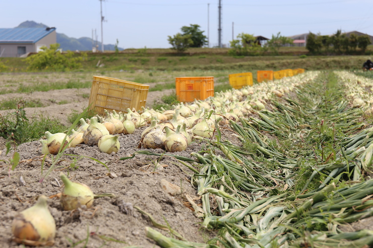 đơn hàng trồng và thu hoạch hành tây tại Hyogo 