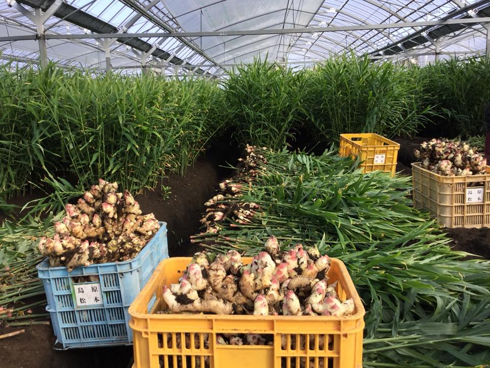 Đơn hàng trồng và thu hoạch gừng tại Kochi, Nhật Bản 