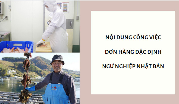 Nội dung công việc đơn hàng đặc định ngư nghiệp Nhật Bản