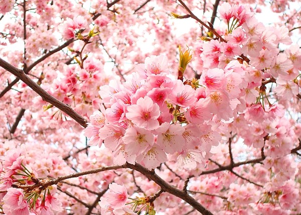 Hoa anh đào - Quốc hoa của đất nước Nhật Bản