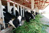 8 Nữ chăn nuôi bò sữa tại Hokkaido tháng 7/2014