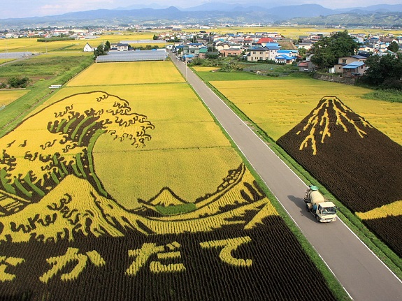 Nghệ thuật trồng lúa Tanbo Nhật Bản